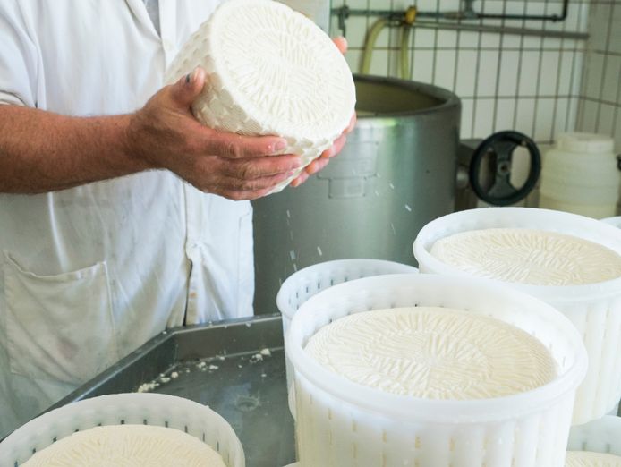 queensland-artisan-cheese-factory-cafe-business-for-sale-granite-belt-0