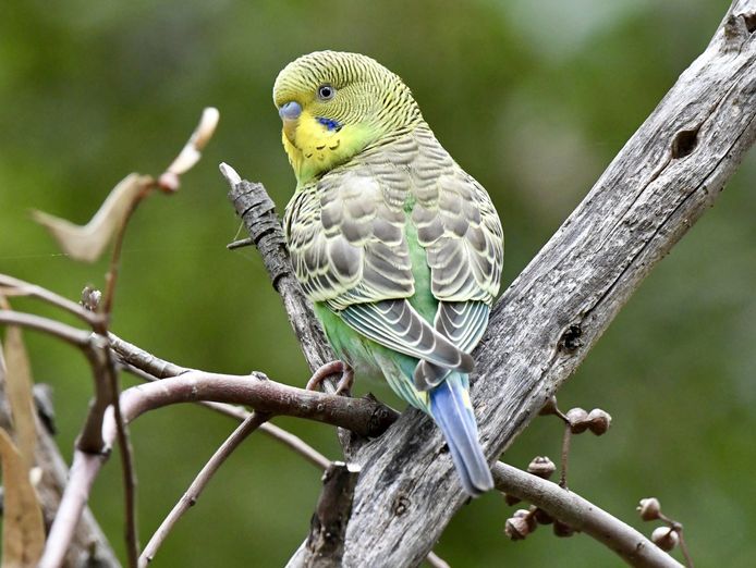 pet-industry-specialty-retail-business-1