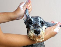 34059 Mobile Dog Washing & Grooming Business - Profitable