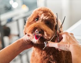 34242 Thriving Dog Grooming Business - Priced To Sell