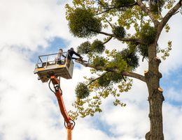 34493 Profitable & Growing Tree Services Business