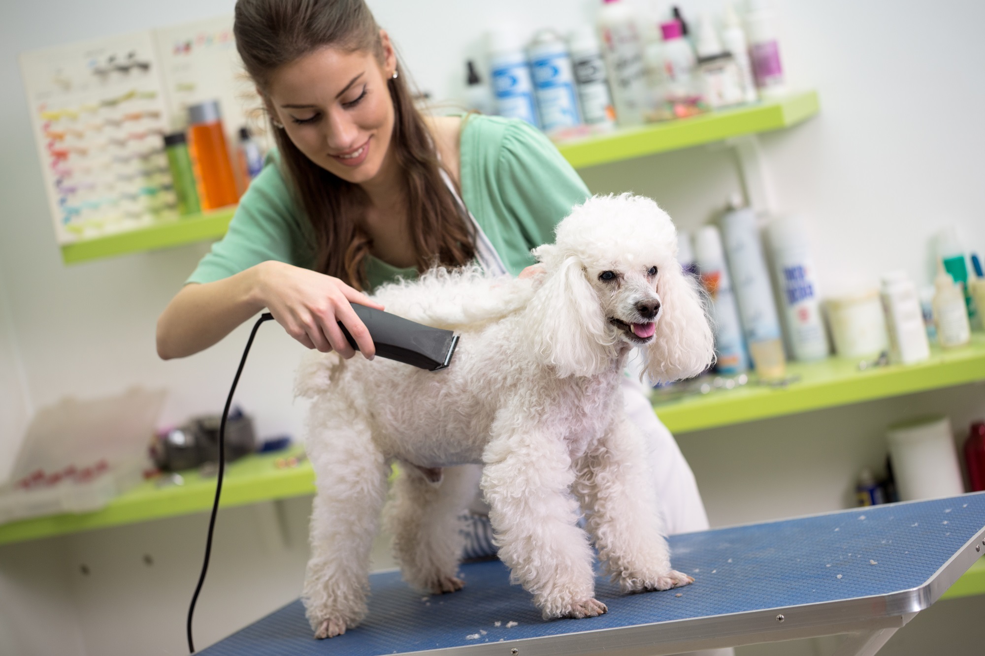 20237 Dog Grooming Salon in Peakhurst NSW, 2210 | SEEK Business