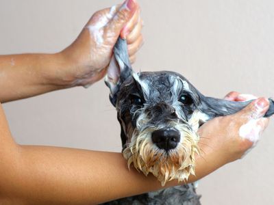 34059-mobile-dog-washing-amp-grooming-business-profitable-0