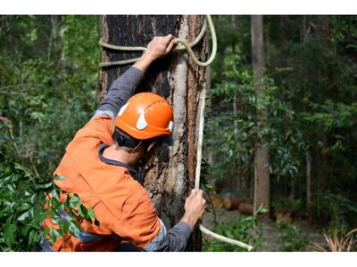 34548-profitable-arboriculture-business-growth-potential-2