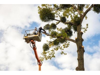 34493-profitable-amp-growing-tree-services-business-0