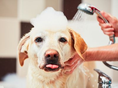 34059-mobile-dog-washing-amp-grooming-business-profitable-2