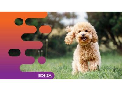 35597-reputable-pet-house-manufacturing-business-10-years-0