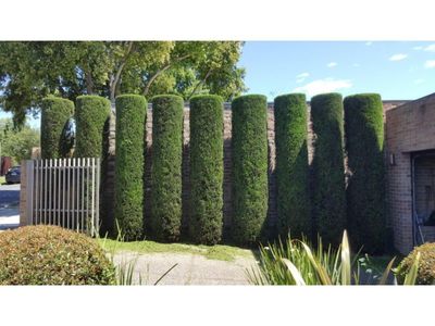 20264-hedge-trimming-business-reduced-for-quick-sale-2