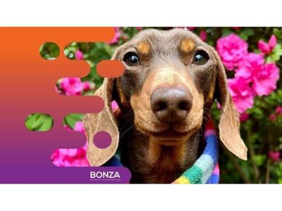 35203-profitable-dog-day-care-amp-retreat-repeat-customer-base-2