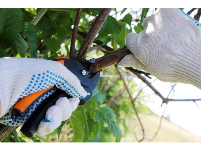 34548-profitable-arboriculture-business-growth-potential-0