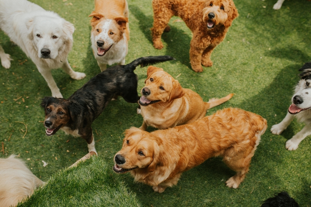 33125 Profitable Dog DayCare Under Management in Sydney NSW, 2000 SEEK Business