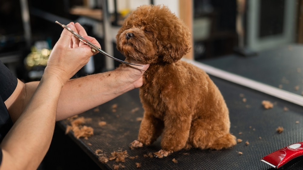 34336 Profitable Mobile Dog Grooming Business Including Van in Albert