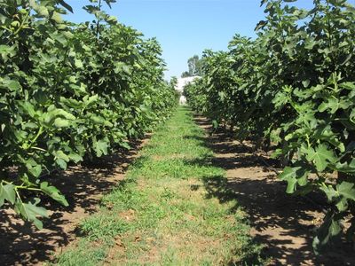 sucessful-fig-farming-business-with-21-acres-of-freehold-land-eoi-2