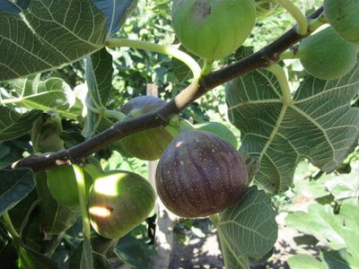 sucessful-fig-farming-business-with-21-acres-of-freehold-land-eoi-1