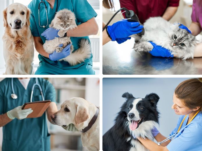 exceptional-veterinary-business-for-sale-south-east-of-victoria-2