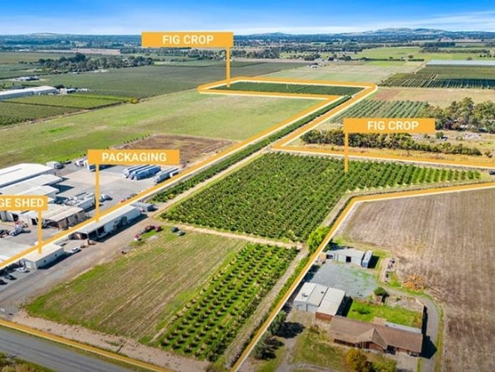 sucessful-fig-farming-business-with-21-acres-of-freehold-land-eoi-9