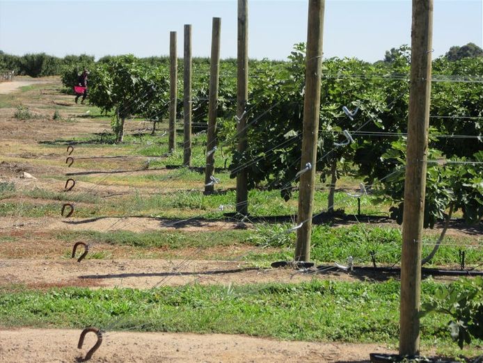 sucessful-fig-farming-business-with-21-acres-of-freehold-land-eoi-6