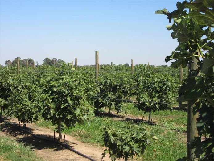 sucessful-fig-farming-business-with-21-acres-of-freehold-land-eoi-3