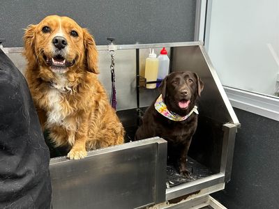 dog-grooming-salon-and-pet-supplies-store-windradyne-nsw-0
