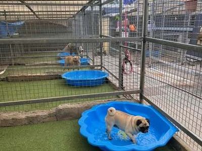 pet-resort-and-daycare-with-freehold-mid-north-coast-qld-0