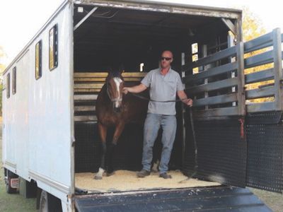 established-horse-transport-business-brisbane-qld-6