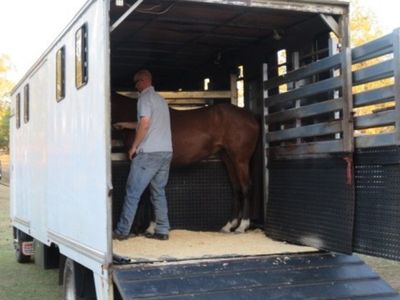 established-horse-transport-business-brisbane-qld-5