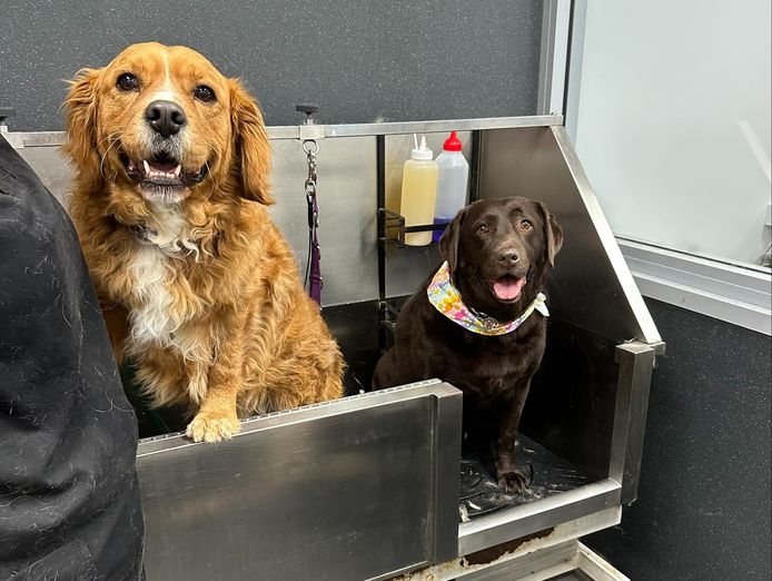 dog-grooming-salon-and-pet-supplies-store-windradyne-nsw-0