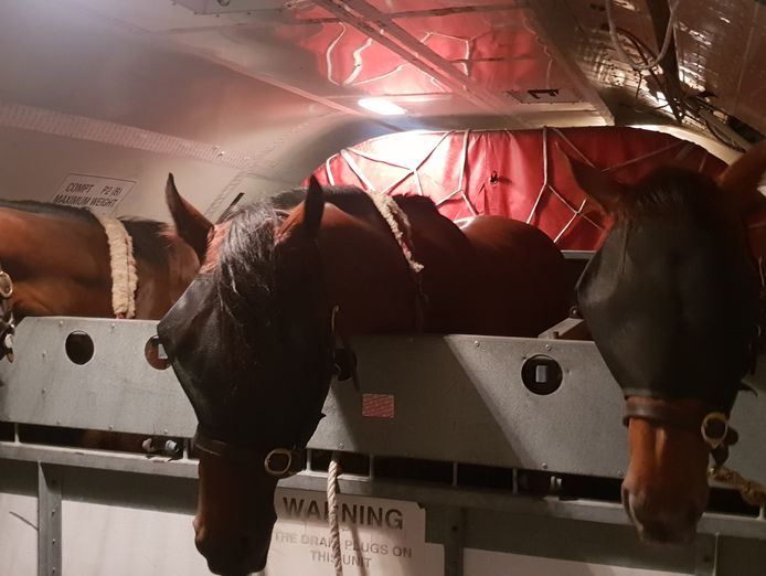 specialist-race-horse-air-transport-business-melbourne-0