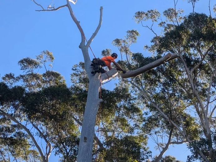 highly-respected-and-profitable-tree-services-business-central-coast-nsw-0