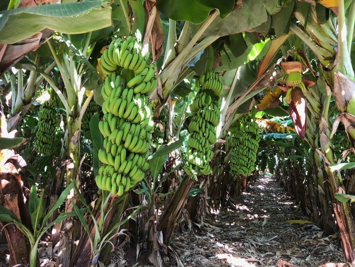 food-production-the-recession-proof-jewel-6