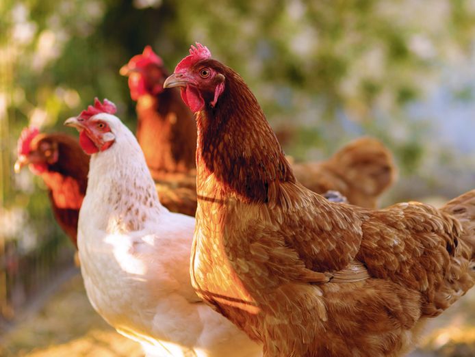 rural-supply-business-riding-was-growth-wave-expansion-ready-4