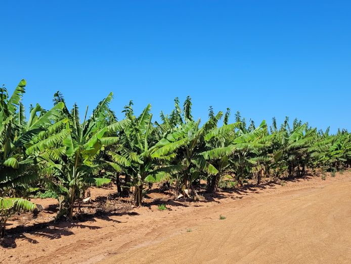food-production-the-recession-proof-jewel-0