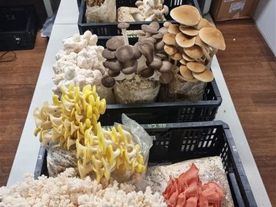 leading-gourment-and-medicinal-mushroom-farm-in-melbourne-for-sale-0