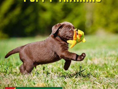 bark-busters-dog-training-franchise-5