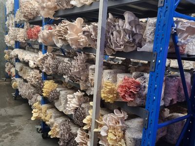 leading-gourment-and-medicinal-mushroom-farm-in-melbourne-for-sale-6