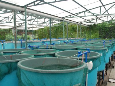 longstanding-amp-scalable-fish-amp-vegetable-production-wholesaler-and-restaurant-2