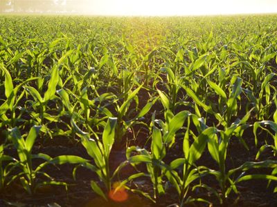 longstanding-amp-scalable-fish-amp-vegetable-production-wholesaler-and-restaurant-3