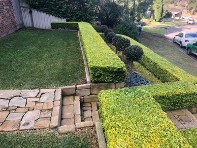lawn-maintenance-and-gardening-services-newcastle-1