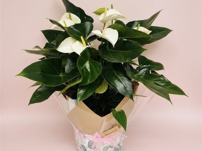 online-home-based-plant-and-gift-shop-florist-business-for-sale-0