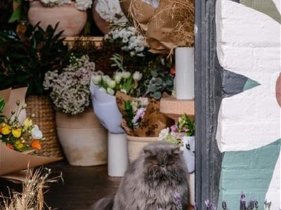 newcastle-cbd-florist-4