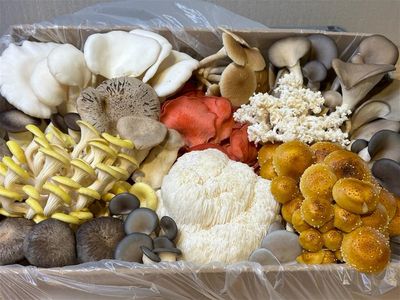 leading-gourment-and-medicinal-mushroom-farm-in-melbourne-for-sale-3