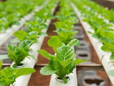 longstanding-amp-scalable-fish-amp-vegetable-production-wholesaler-and-restaurant-0