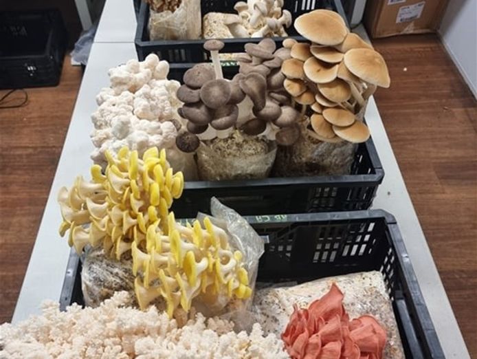 leading-gourment-and-medicinal-mushroom-farm-in-melbourne-for-sale-0