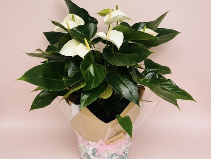 online-home-based-plant-and-gift-shop-florist-business-for-sale-0