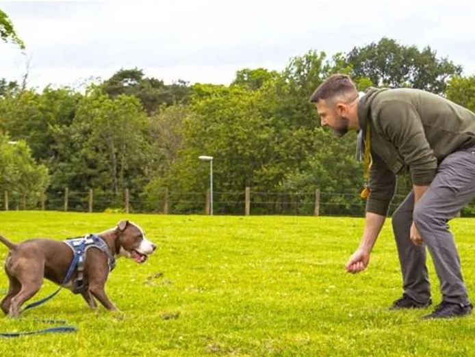 bark-busters-dog-training-franchise-0