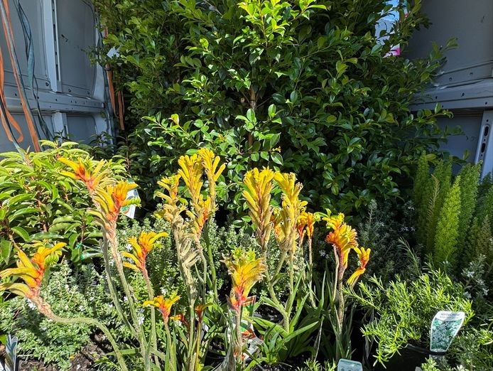 online-plant-sales-turnover-1m-0