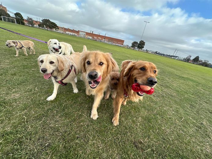 successful-dog-walking-and-petcare-franchise-0