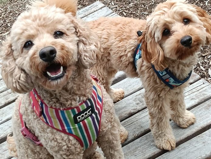 successful-dog-walking-and-petcare-franchise-2