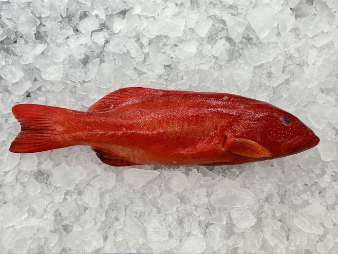 fresh-seafood-and-gourmet-take-away-store-0