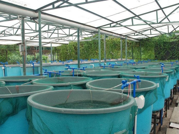 longstanding-amp-scalable-fish-amp-vegetable-production-wholesaler-and-restaurant-2